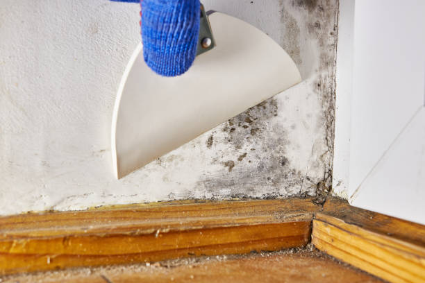Best Basement Mold Removal  in Eleele, HI